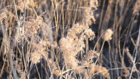 芦苇 禾本科 花 干芦苇 被子植物湿地边