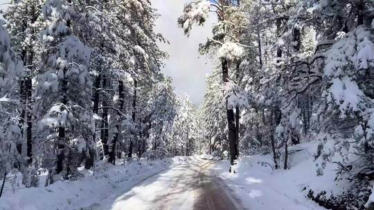 汽车行驶第一视角POV森林雪景山路