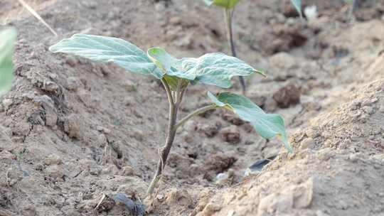 茄子种植 茄子苗 茄子 茄子生长