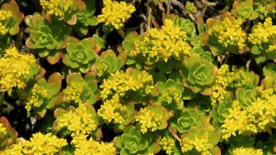绿色多汁植物的黄色花