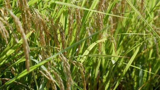 农业稻田水稻大米谷物种植粮食