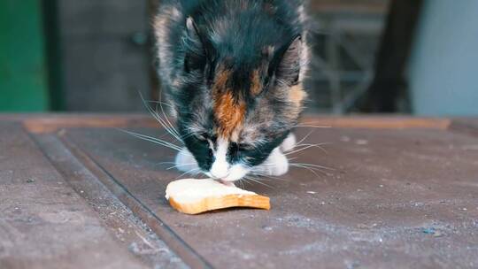 饥饿的猫舔着一块面包