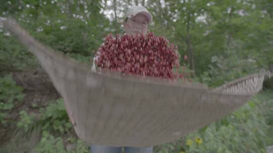 人参林下参种植参籽采收LOG视频视频素材模板下载