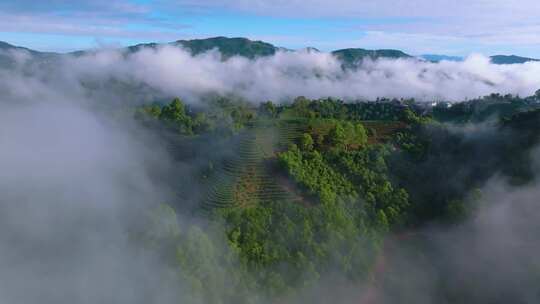 雨雾缭绕的茶山