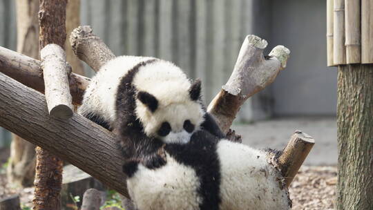 两只幼年熊猫在一起玩耍嬉戏