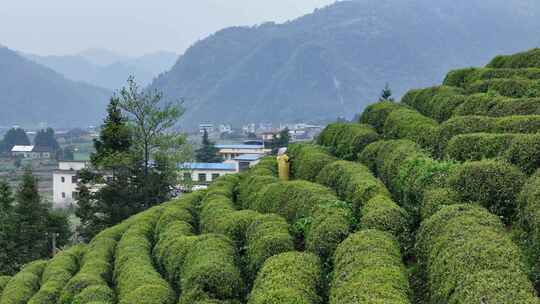 茶园采茶，春茶