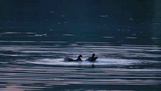 水面上嬉戏的水鸟