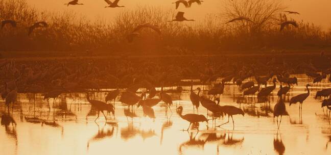 日落时分鸟类在湖面上空迁徙