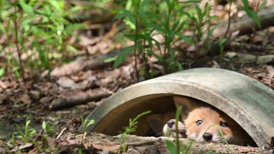 夏日野外森林玩耍的狐狸幼崽视频素材模板下载