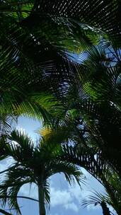 竖屏椰子树的剪影镜头