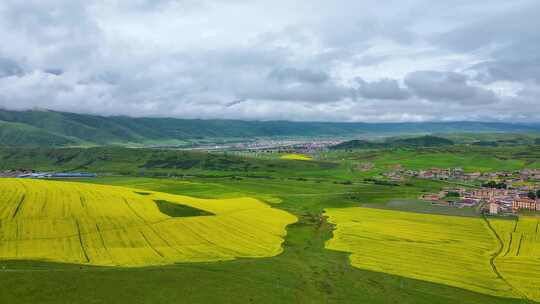 四川阿坝县油菜花基地航拍视频4K