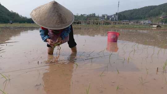 农民在水田中弯腰插秧的劳作画面