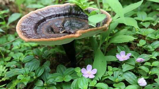 野生灵芝