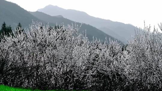 春天山间桃花