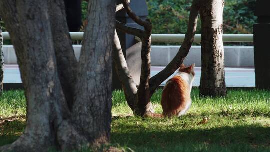 公园里的花猫在晒太阳