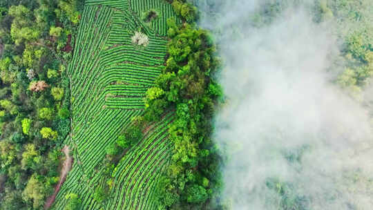 茶叶生产 茶叶加工 茶山茶厂茶园 茶