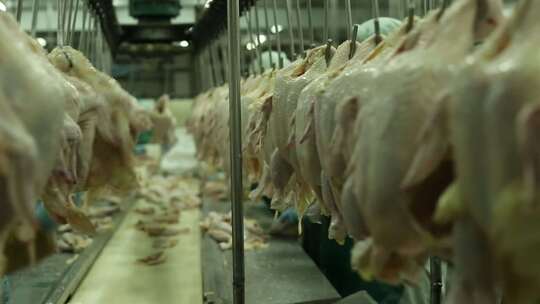 流水线工厂加工 鸡肉 鸡腿视频素材模板下载