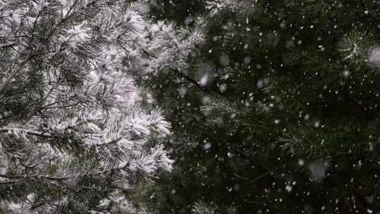 寒冷冬季公园松树雪花大雪空境升格