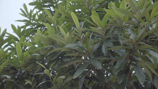 广东农村大山枇杷树种植