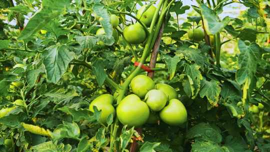 西红柿番茄种植