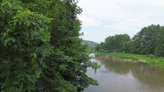 四川乡村植物、榆钱