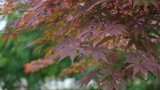 220516梅湖银杏树林A01675883