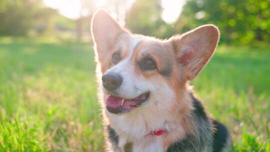 柯基犬，狗，宠物，犬