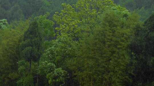 下雨天的树林