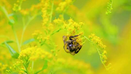 蜜蜂在黄色花丛采蜜特写