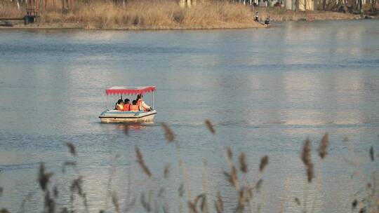 春天生机勃勃的垂柳