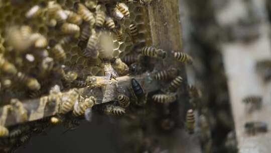 蜂箱周围的蜜蜂飞舞
