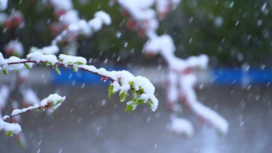 雪中桃花桃树下大雪暴雪唯美雪中植物桃花雪