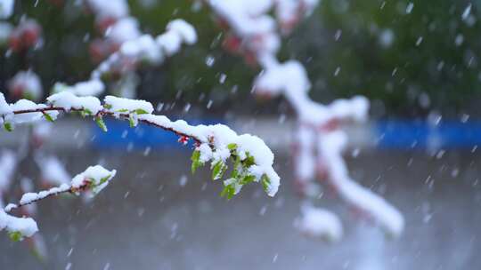 雪中桃花桃树下大雪暴雪唯美雪中植物桃花雪视频素材模板下载