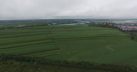 板蓝根种植基地航拍