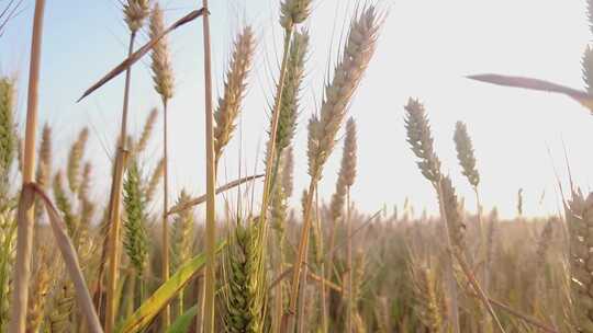 小麦麦田 麦子成熟 麦穗