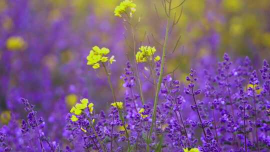 紫色的薰衣草和油菜花