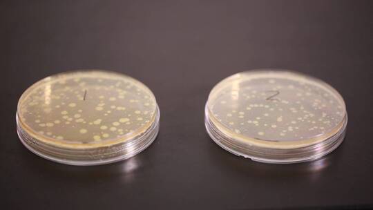 细菌培养基菌群检测细菌检测培养皿视频素材模板下载