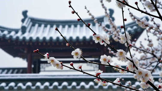 冬日寒梅古建筑雪景