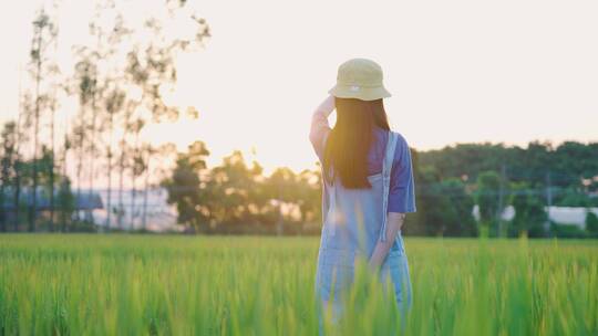 夕阳下的田园风光4k视频素材