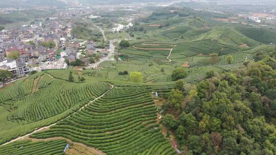 航拍杭州龙井茶园