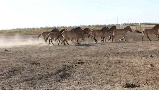 新疆准噶尔野马场马群视频素材模板下载