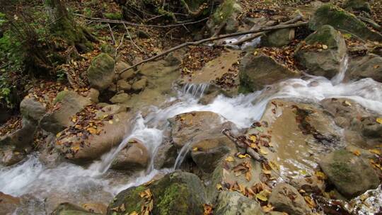 森林中的山涧小溪水自然