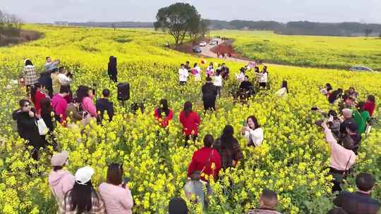 春季赏花油菜花海