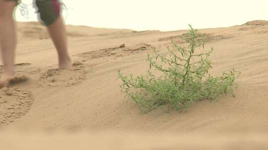 沙丘土地上的小草