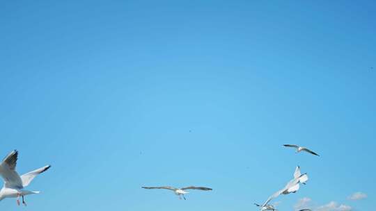 红嘴鸥海埂海鸥候鸟昆明人与自然