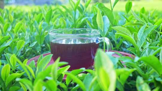 茶叶茶艺茶文化茶树品茶倒茶春茶茶道茶芽