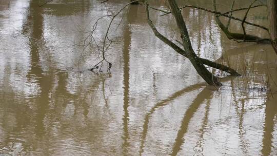 淹没在洪水中的树