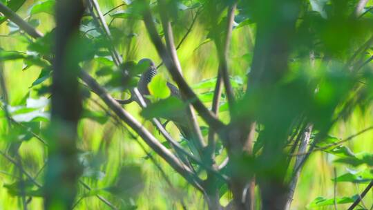 树丛里栖息的珠颈斑鸠