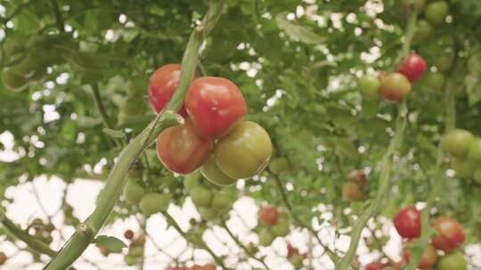 挂在灌木丛中的西红柿
