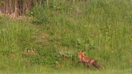 红狐狸从草地上跑过